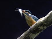 アクアマリンいなわしろカワセミ水族館の写真2