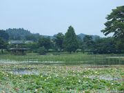 大池公園の写真3