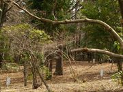 みちのく真野万葉植物園の写真2