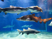 アクアワールド茨城県大洗水族館の写真3