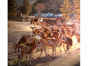 群馬サファリパークの写真3