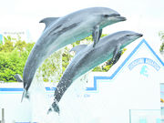 しながわ水族館の写真2