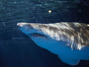 しながわ水族館の写真3