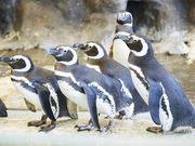 しながわ水族館の写真4