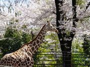 ヒノトントンZOO(羽村市動物公園)の写真2