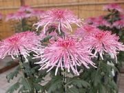 南砺市園芸植物園の写真2