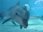 越前松島水族館の写真2