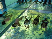 越前松島水族館の写真3