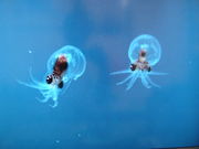 越前松島水族館の写真4