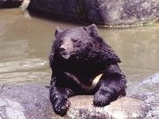 奥飛騨クマ牧場の写真2