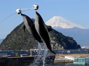 伊豆・三津シーパラダイスの写真2