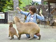 伊豆シャボテン動物公園の写真4