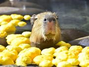 伊豆シャボテン動物公園の写真3