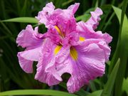 加茂荘花鳥園の写真2