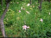 天神原植物園の写真1