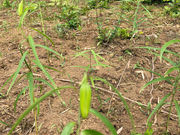 天神原植物園の写真3