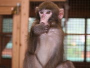 大内山動物園の写真2