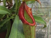 福知山市都市緑化植物園の写真3