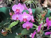 福知山市都市緑化植物園の写真4