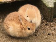 綾部ふれあい牧場の写真3