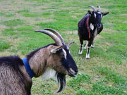 綾部ふれあい牧場の写真4