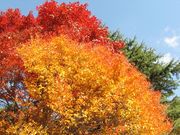 六甲高山植物園の写真3