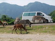 秋吉台自然動物公園サファリランドの写真2