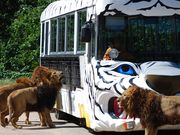 秋吉台自然動物公園サファリランドの写真3