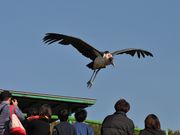 秋吉台自然動物公園サファリランドの写真4