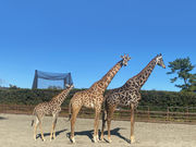 宮崎市フェニックス自然動物園の写真3