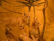 ネオパークオキナワの写真2