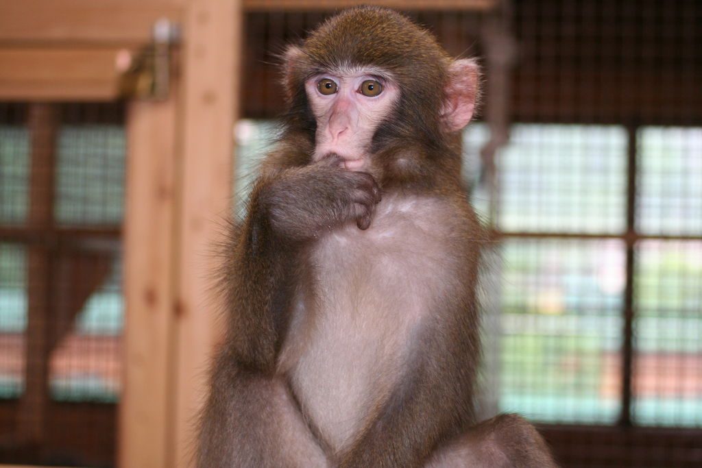 大内山動物園