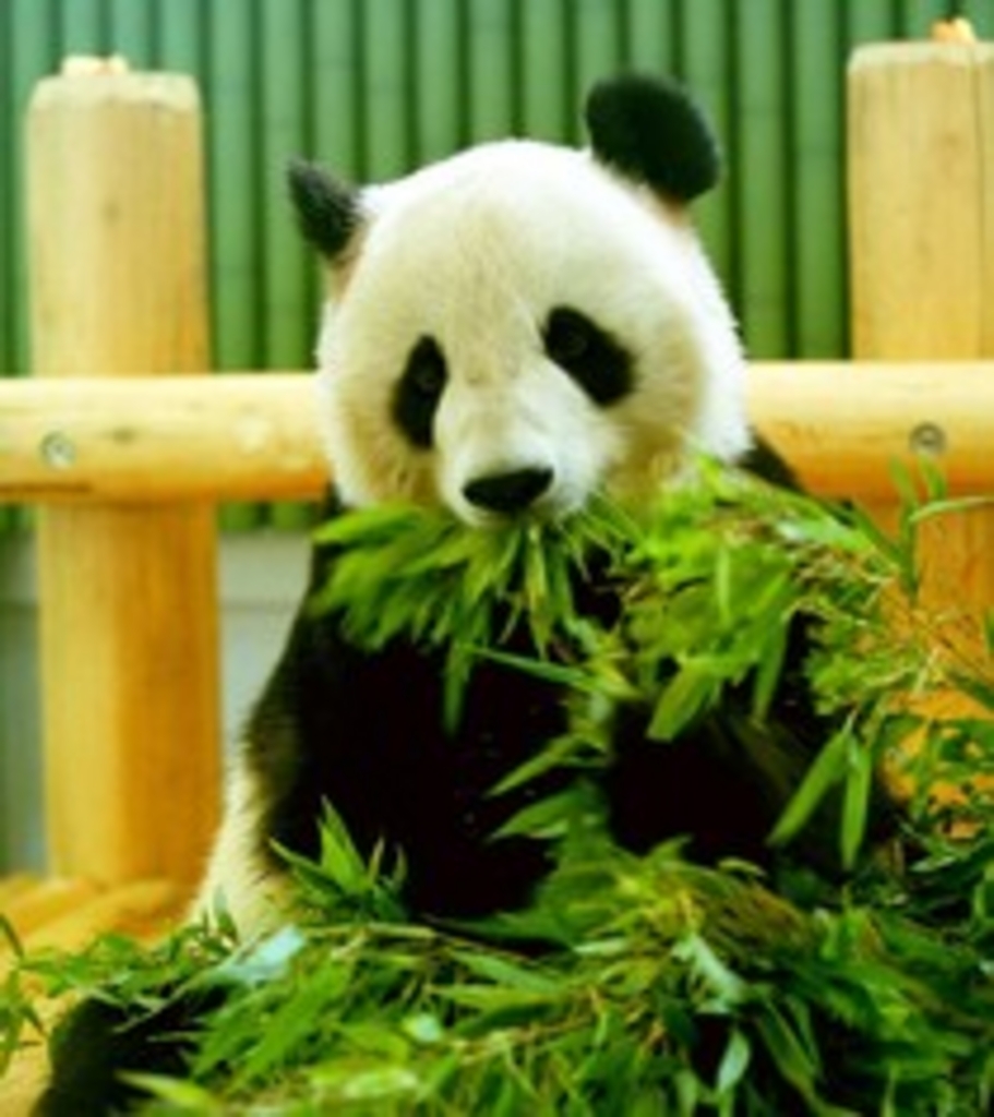 神戸市立王子動物園