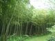 孟宗竹林の写真3