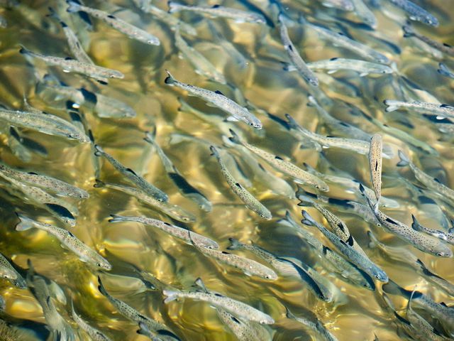 魚たちも綺麗な水ですくすくと育ちます。_大雪つりぼり