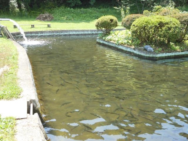 金精川のます池の写真1