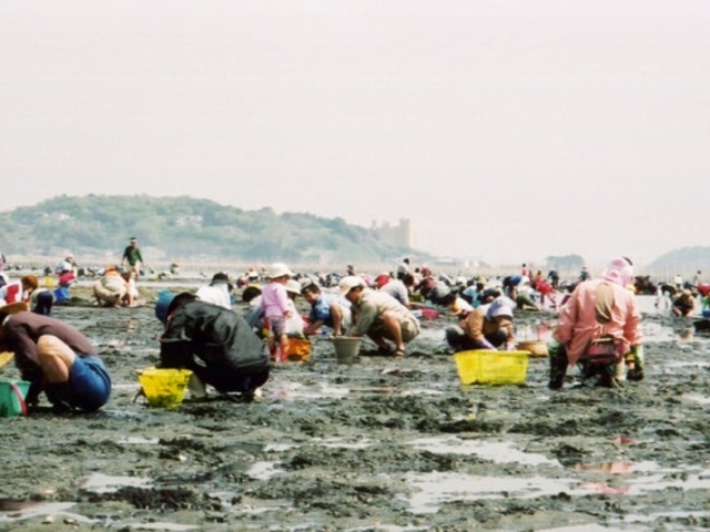 吉田海岸_吉田海岸