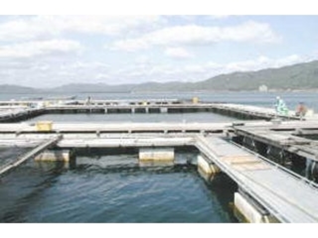 田井観光フイッシングの写真1