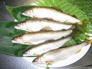 最上小国川の写真2