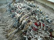 赤見温泉フィッシングフラワーパークの写真3