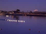 多々良沼の写真1