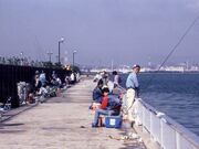 釣り広場の写真1