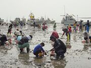 川副町観光潮干狩りの写真1