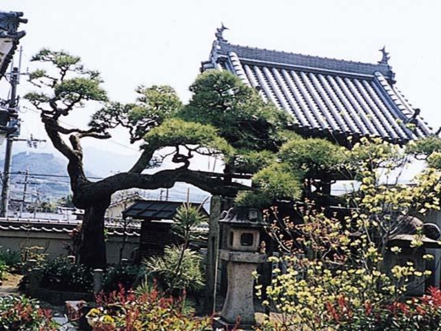 大光寺のしぐれ松の写真1