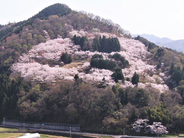 天満山公園の写真1