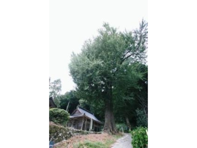 転法輪寺の大イチョウの写真1