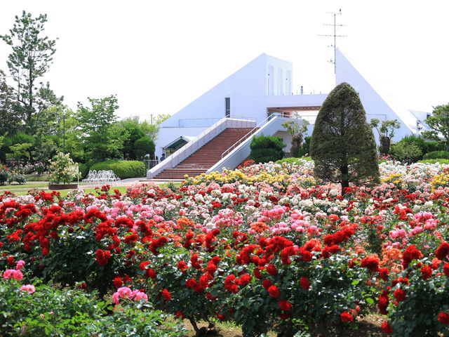 約30,000uの園内でバラや季節の花を楽しむことができます。_RSKバラ園