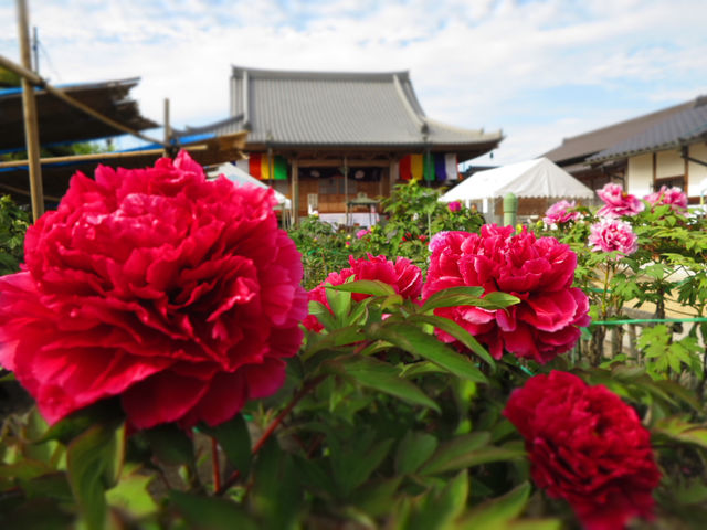 清眼寺の牡丹の写真1