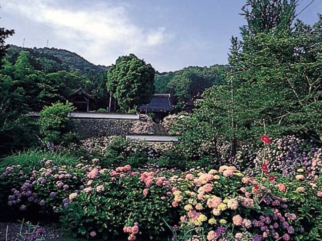 長法寺のアジサイの写真1