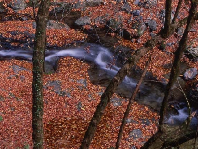 龍頭峡の紅葉の写真1